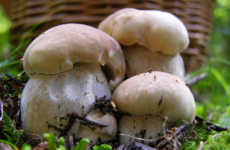 Ritrovamenti del 17 agosto.